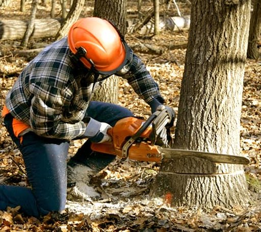 Tree Removal in Napa, CA